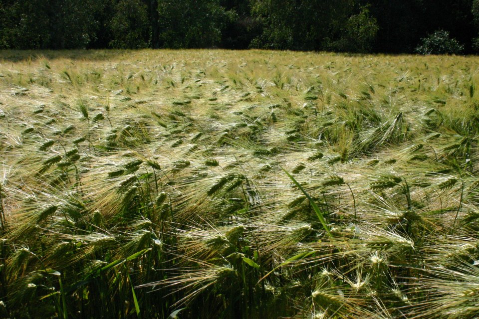 Ohraa (Jenni Juutinen 2019)