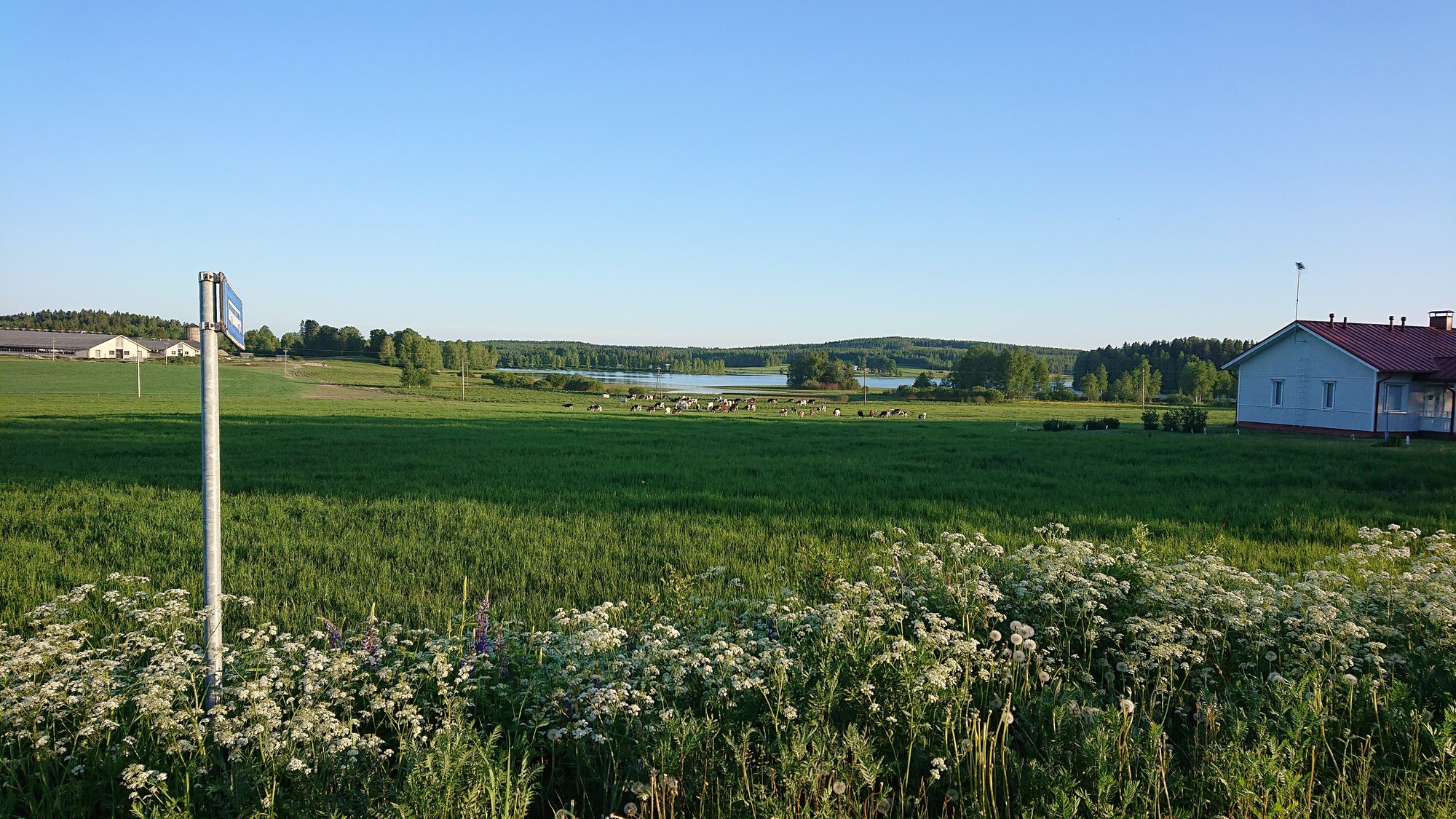 Toinen Kyrönniemen laidunkuva