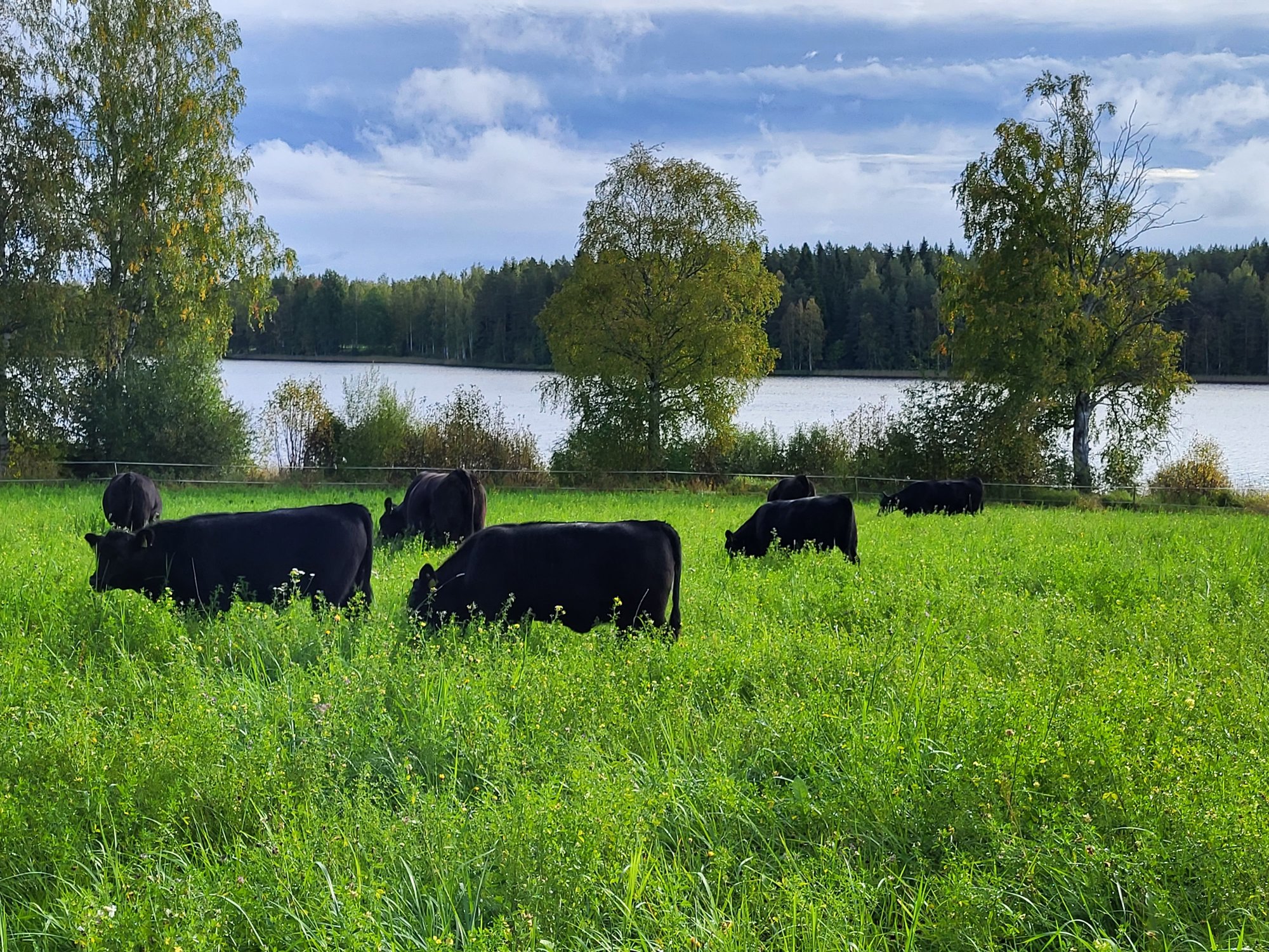 vasikat järvimaisemassa
